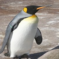 Se lanza Google pingüino 3.0
